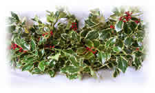3 lb Variegated Holly Box